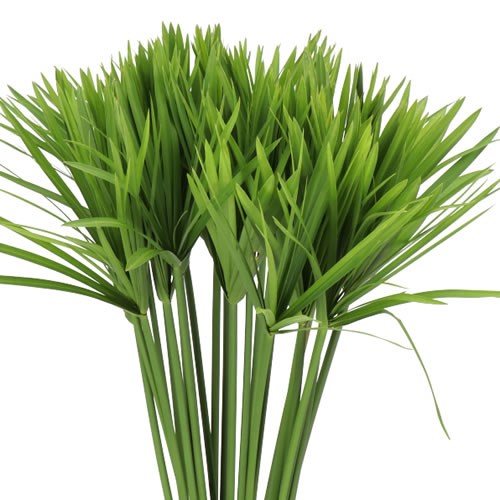 CYPERUS ALTERNIFOLIU
