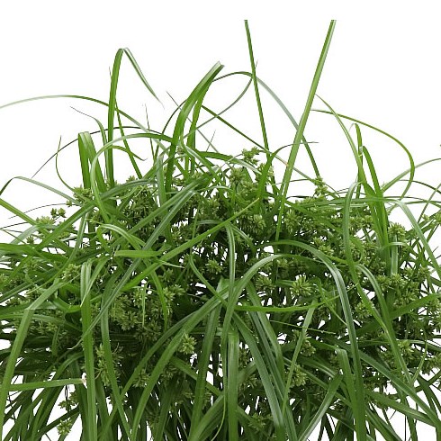 CYPERUS BOLERO