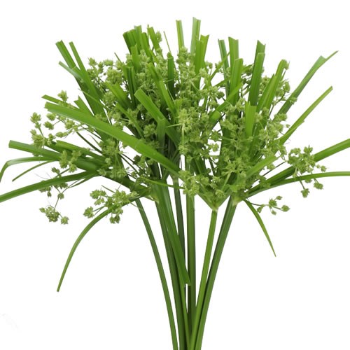 CYPERUS GLABER
