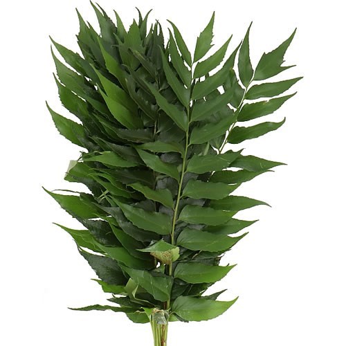 CYRTOMIUM FALCATUM