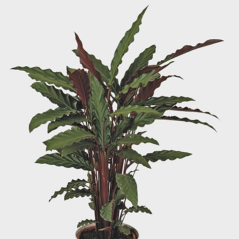 Calathea Rufibarba