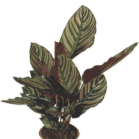 Calathea Sanderiana