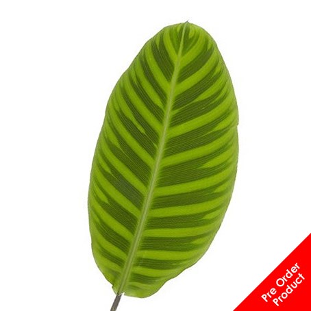 Calathea Zebrina (Sri Lanka)