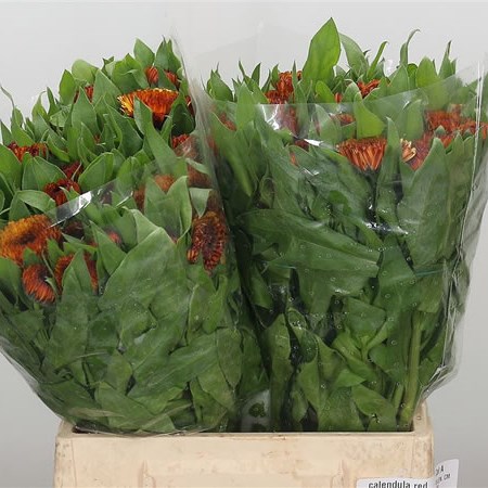 Calendula Red