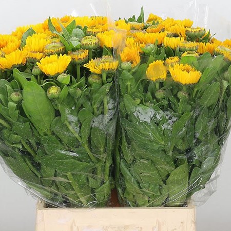 Calendula Yellow