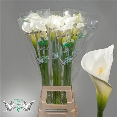 Calla Lily Colombe de la Paix