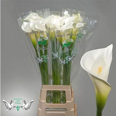 Calla Lily Colombe de la Paix