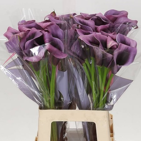 Calla Lily Accent 50cm | Wholesale Dutch Flowers & Florist Supplies UK
