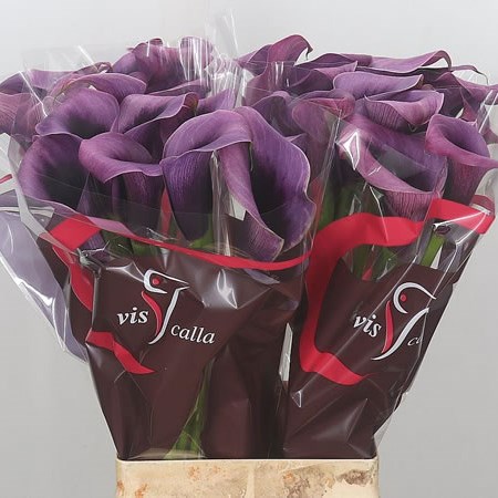 Calla Lily Accent