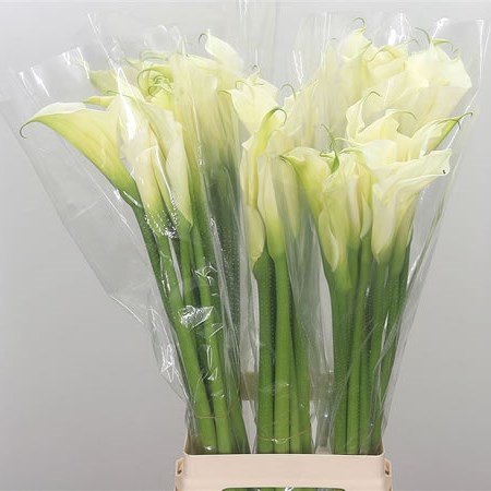 Calla Lily Aet White