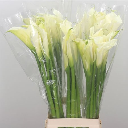 Calla Lily Aet White