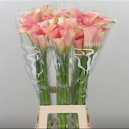 Calla Lily Auckland 80cm | Wholesale Dutch Flowers & Florist Supplies UK