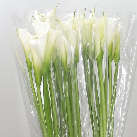 Calla Lily Avalanche
