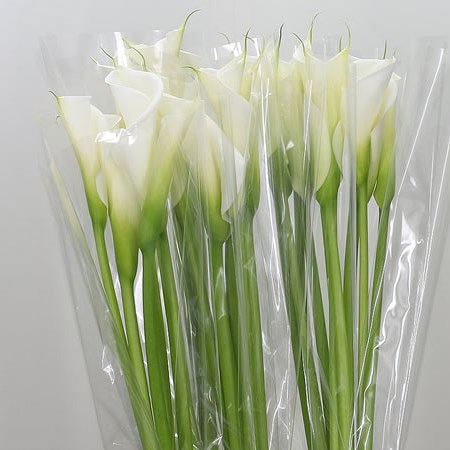 Calla Lily Avalanche