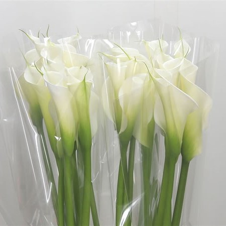 Calla Lily Avalanche