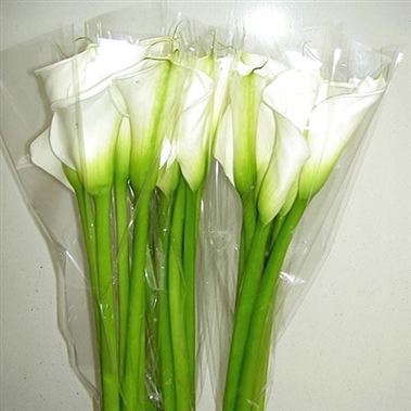 Calla Lily Avalanche