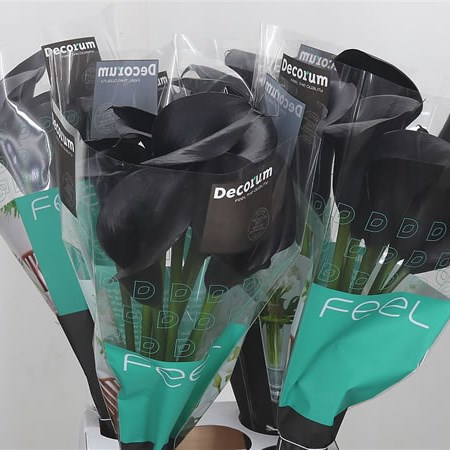 Calla Lily Black Diamond