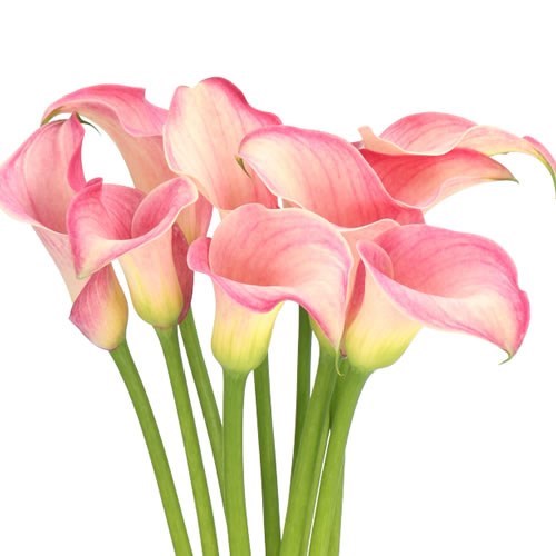 Calla Lily Blushing Lady