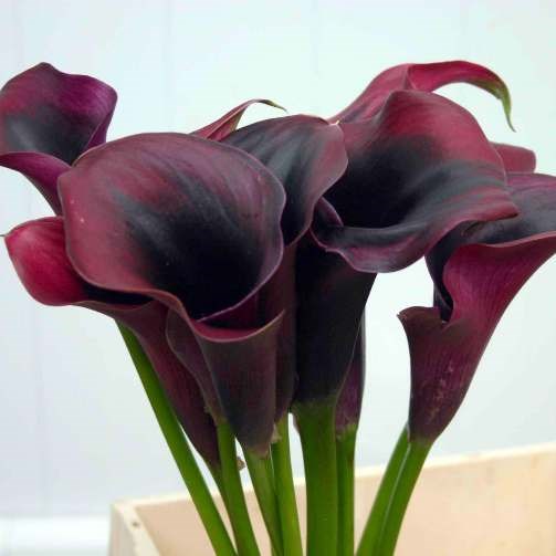 Calla Lily Bordeaux