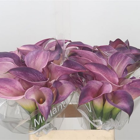 Calla Lily Call Mario