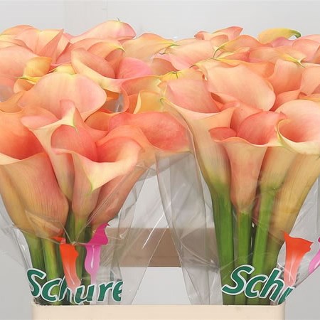 Calla Lily Cameleon