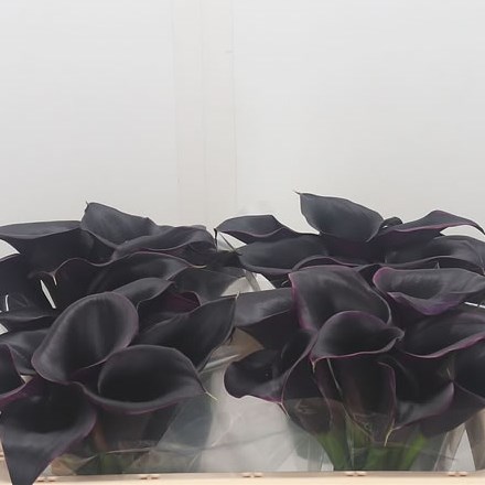 Calla Lily Cantor