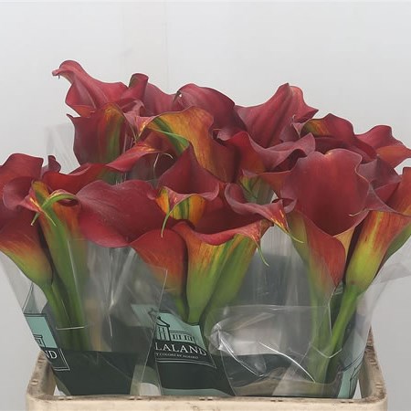 Calla Lily Captain Belicia