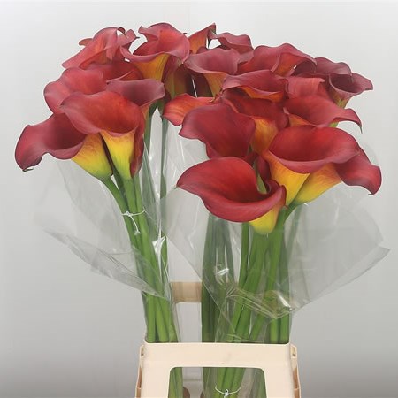 Calla Lily Captain Belicia