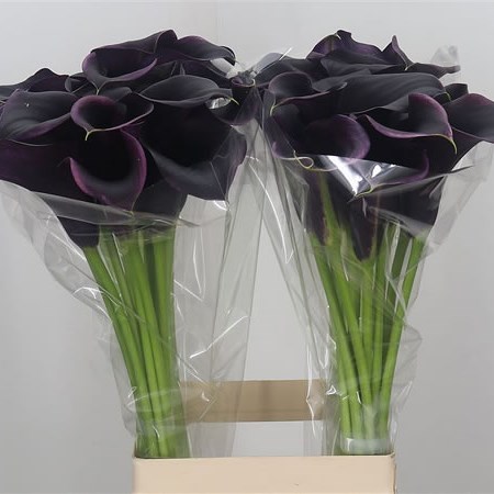 Calla Lily Captain Carrera