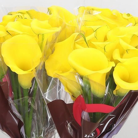 Calla Lily Captain Ceres