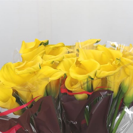 Calla Lily Captain Ceres