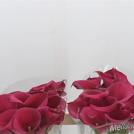 Calla Lily Captain Linda