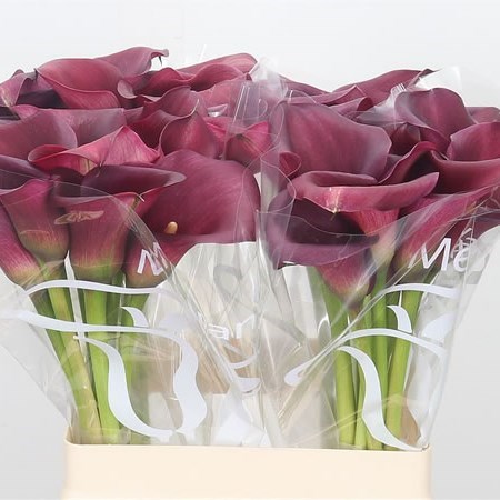 Calla Lily Captain Maestro