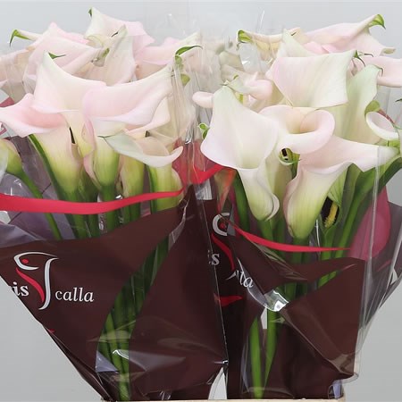 Calla Lily Captain Melrose