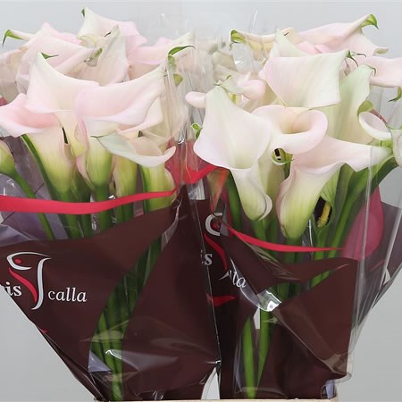 Calla Lily Captain Melrose