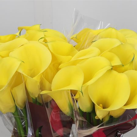 Calla Lily Captain Memphis