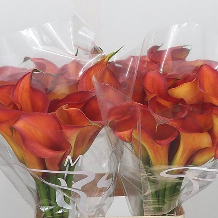 Calla Lily Captain Odeon