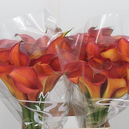 Calla Lily Captain Odeon