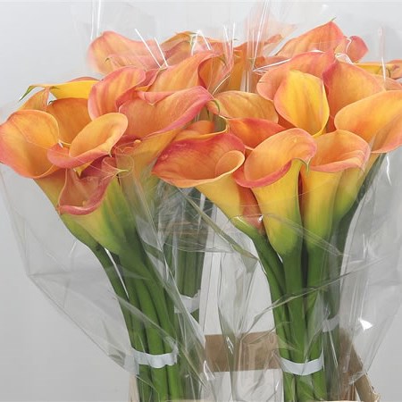 Calla Lily Captain Orlando