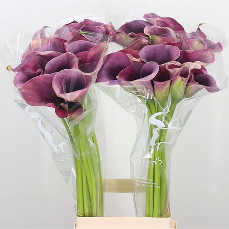 Calla Lily Captain Promise 80cm | Wholesale Dutch Flowers & Florist ...