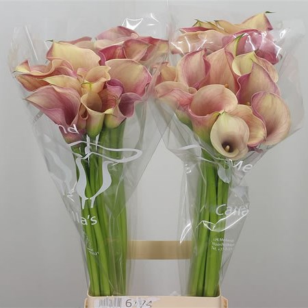 Calla Lily Captain Romance