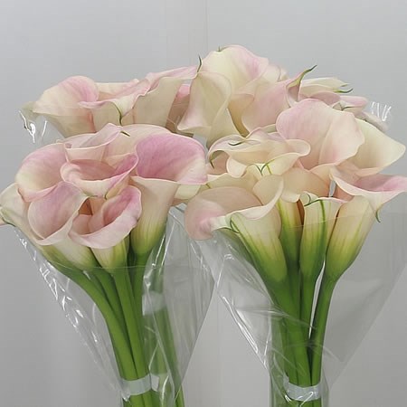Calla Lily Captain Rosette