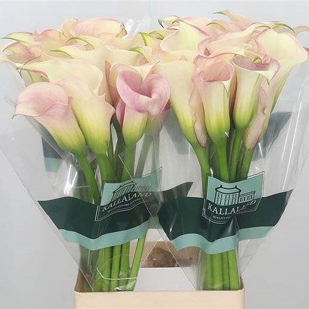 Calla Lily Captain Rosette