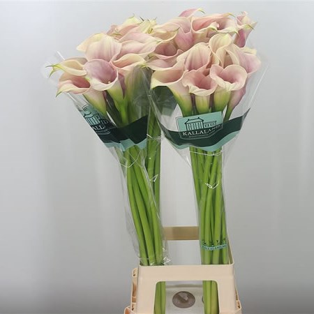 Calla Lily Captain Rosette