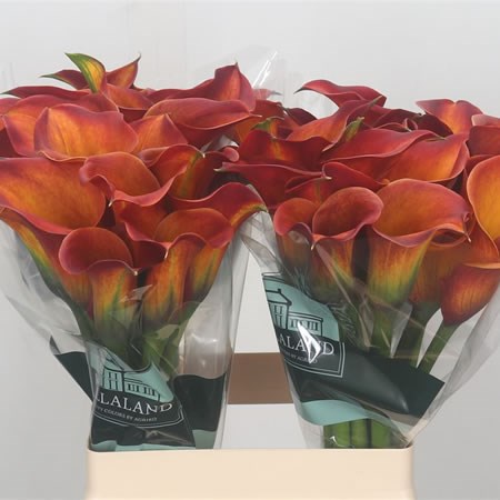 Calla Lily Captain Safari