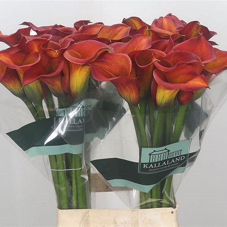 Calla Lily Captain Safari