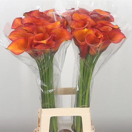 Calla Lily Captain Safari