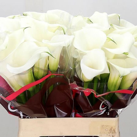 Calla Lily Captain Signum 60cm | Wholesale Dutch Flowers & Florist ...