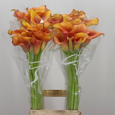 Calla Lily Captain Trinity