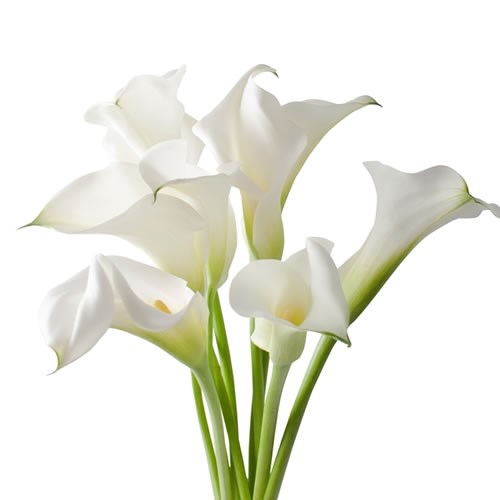 Calla Lily Captain Ventura